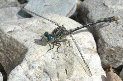 Onychogomphus uncatus